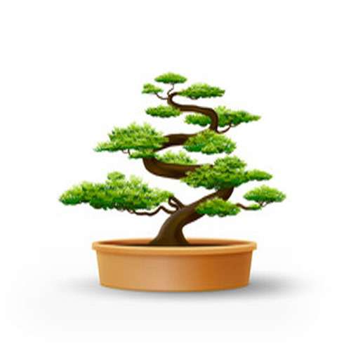 Bonsai